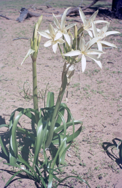APII jpeg image of Crinum flaccidum  © contact APII