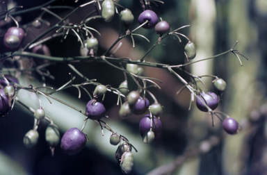 APII jpeg image of Dianella tasmanica  © contact APII