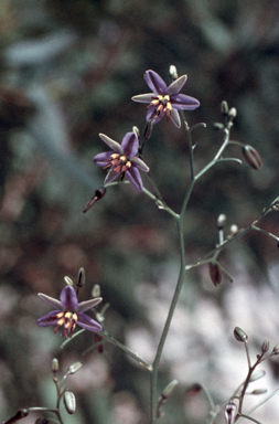 APII jpeg image of Dianella revoluta  © contact APII