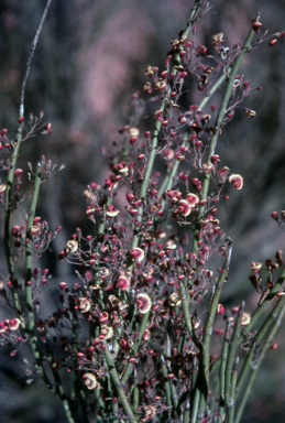 APII jpeg image of Daviesia aphylla  © contact APII