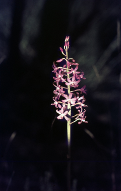 APII jpeg image of Dipodium punctatum  © contact APII