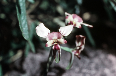 APII jpeg image of Diuris longifolia  © contact APII