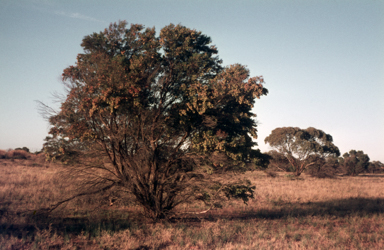 APII jpeg image of Dodonaea viscosa subsp. angustissima  © contact APII