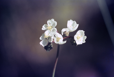 APII jpeg image of Drosera binata  © contact APII