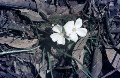APII jpeg image of Drosera whittakeri  © contact APII