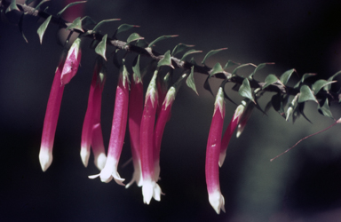 APII jpeg image of Epacris longiflora  © contact APII