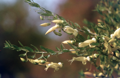 APII jpeg image of Eremophila maculata  © contact APII