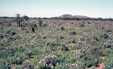 APII jpeg image of Erodiophyllum elderi  © contact APII