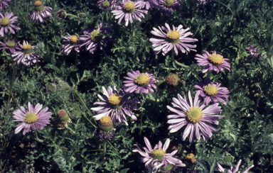 APII jpeg image of Erodiophyllum elderi  © contact APII