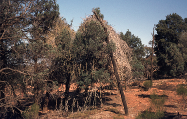 APII jpeg image of Euphorbia sarcostemmoides  © contact APII