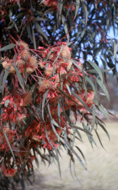 APII jpeg image of Eucalyptus torquata  © contact APII