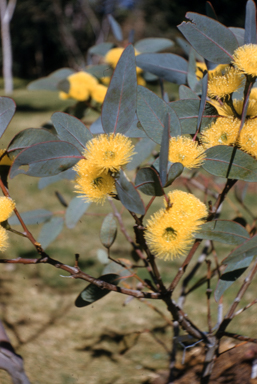 APII jpeg image of Eucalyptus preissiana  © contact APII