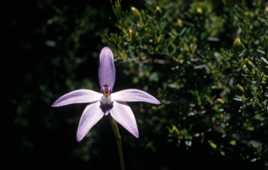 APII jpeg image of Glossodia major  © contact APII