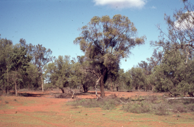 APII jpeg image of Geijera parviflora  © contact APII