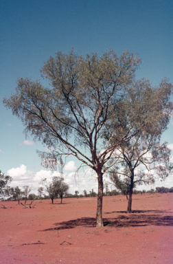 APII jpeg image of Flindersia maculosa  © contact APII