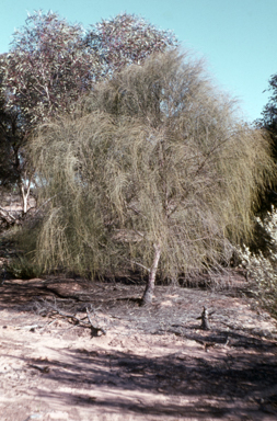 APII jpeg image of Exocarpos sparteus  © contact APII