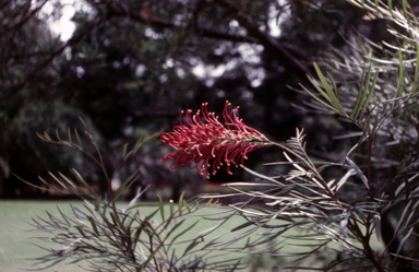 APII jpeg image of Grevillea banksii  © contact APII