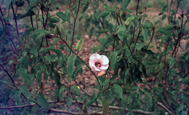 APII jpeg image of Gossypium sturtianum  © contact APII