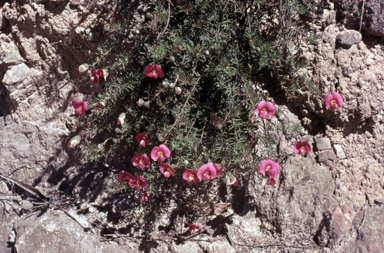 APII jpeg image of Gompholobium ecostatum  © contact APII