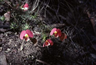 APII jpeg image of Gompholobium ecostatum  © contact APII