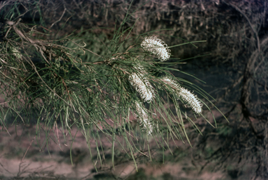 APII jpeg image of Grevillea pterosperma  © contact APII