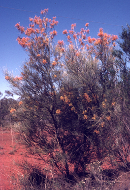 APII jpeg image of Grevillea juncifolia  © contact APII