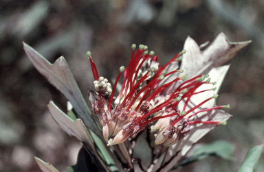 APII jpeg image of Grevillea ilicifolia  © contact APII