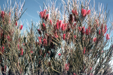 APII jpeg image of Hakea francisiana  © contact APII