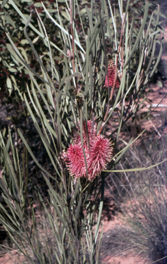 APII jpeg image of Hakea francisiana  © contact APII