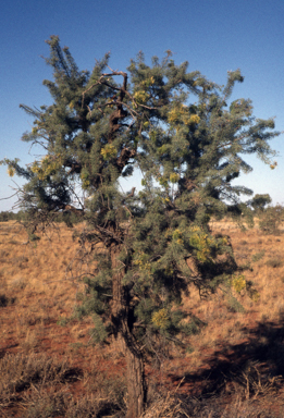 APII jpeg image of Hakea divaricata  © contact APII