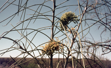 APII jpeg image of Hakea chordophylla  © contact APII