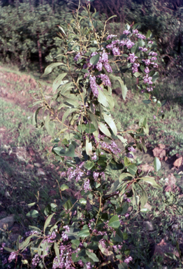 APII jpeg image of Hardenbergia violacea  © contact APII