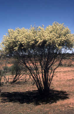 APII jpeg image of Hakea leucoptera  © contact APII
