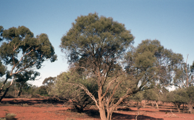 APII jpeg image of Hakea leucoptera  © contact APII