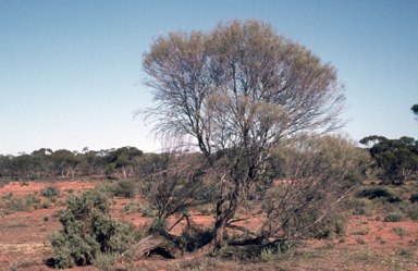 APII jpeg image of Hakea leucoptera  © contact APII