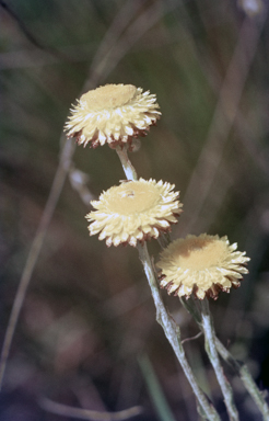 APII jpeg image of Coronidium monticola  © contact APII