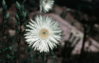APII jpeg image of Helichrysum baxteri  © contact APII