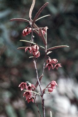 APII jpeg image of Lasiopetalum baueri  © contact APII