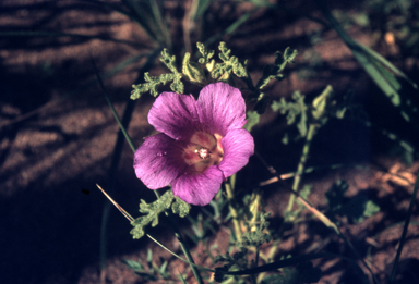 APII jpeg image of Alyogyne huegelii  © contact APII