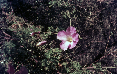 APII jpeg image of Alyogyne huegelii  © contact APII