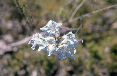 APII jpeg image of Leschenaultia biloba  © contact APII
