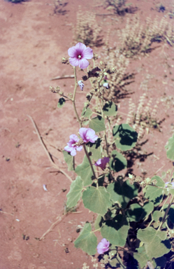 APII jpeg image of Malva preissiana  © contact APII