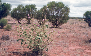 APII jpeg image of Malva preissiana  © contact APII