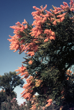 APII jpeg image of Nuytsia floribunda  © contact APII