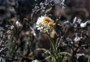 APII jpeg image of Polycalymma stuartii  © contact APII