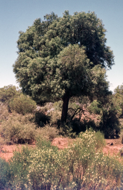 APII jpeg image of Myoporum platycarpum  © contact APII