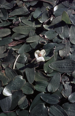 APII jpeg image of Ottelia ovalifolia  © contact APII