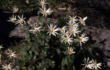 APII jpeg image of Olearia pannosa  © contact APII