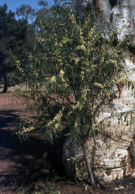 APII jpeg image of Pittosporum phillyreoides  © contact APII