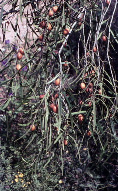 APII jpeg image of Pittosporum phillyreoides  © contact APII